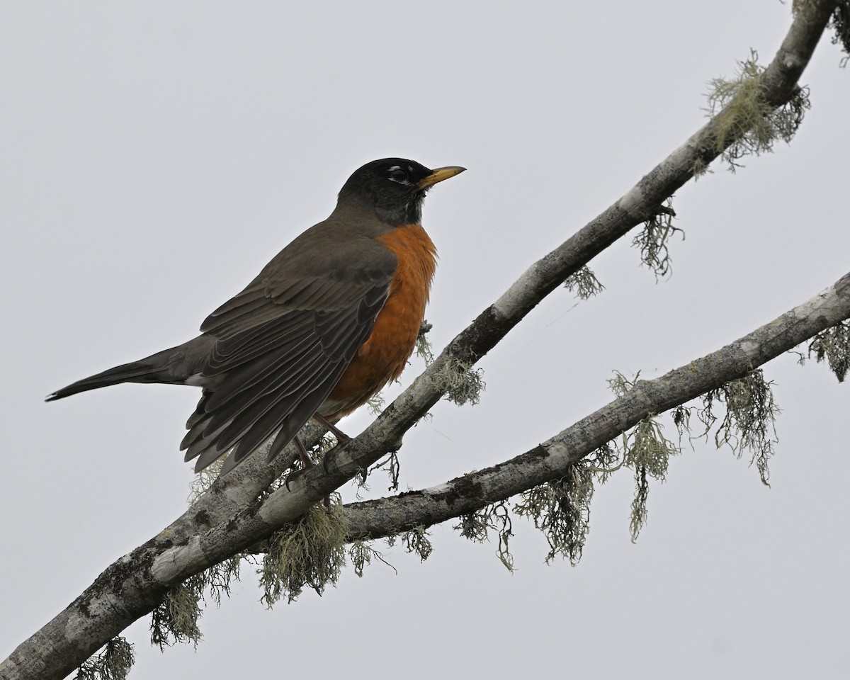 American Robin - ML645532150