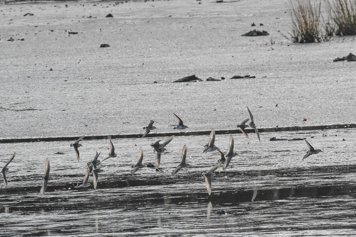White-rumped Sandpiper - ML645532151