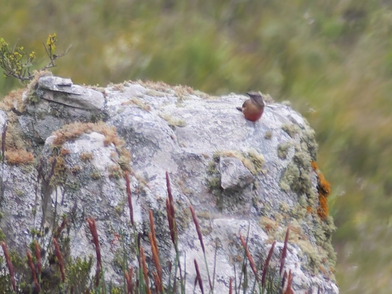 Ground Woodpecker - ML645532152