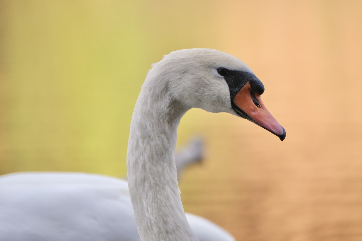 Mute Swan - ML645532153