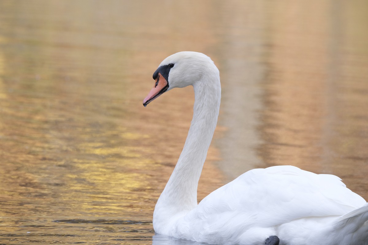 Mute Swan - ML645532154