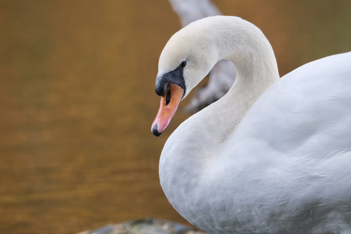 Mute Swan - ML645532155