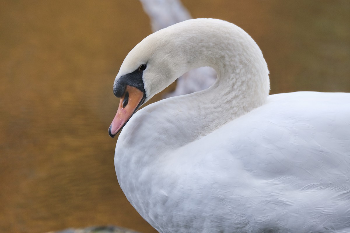 Mute Swan - ML645532156