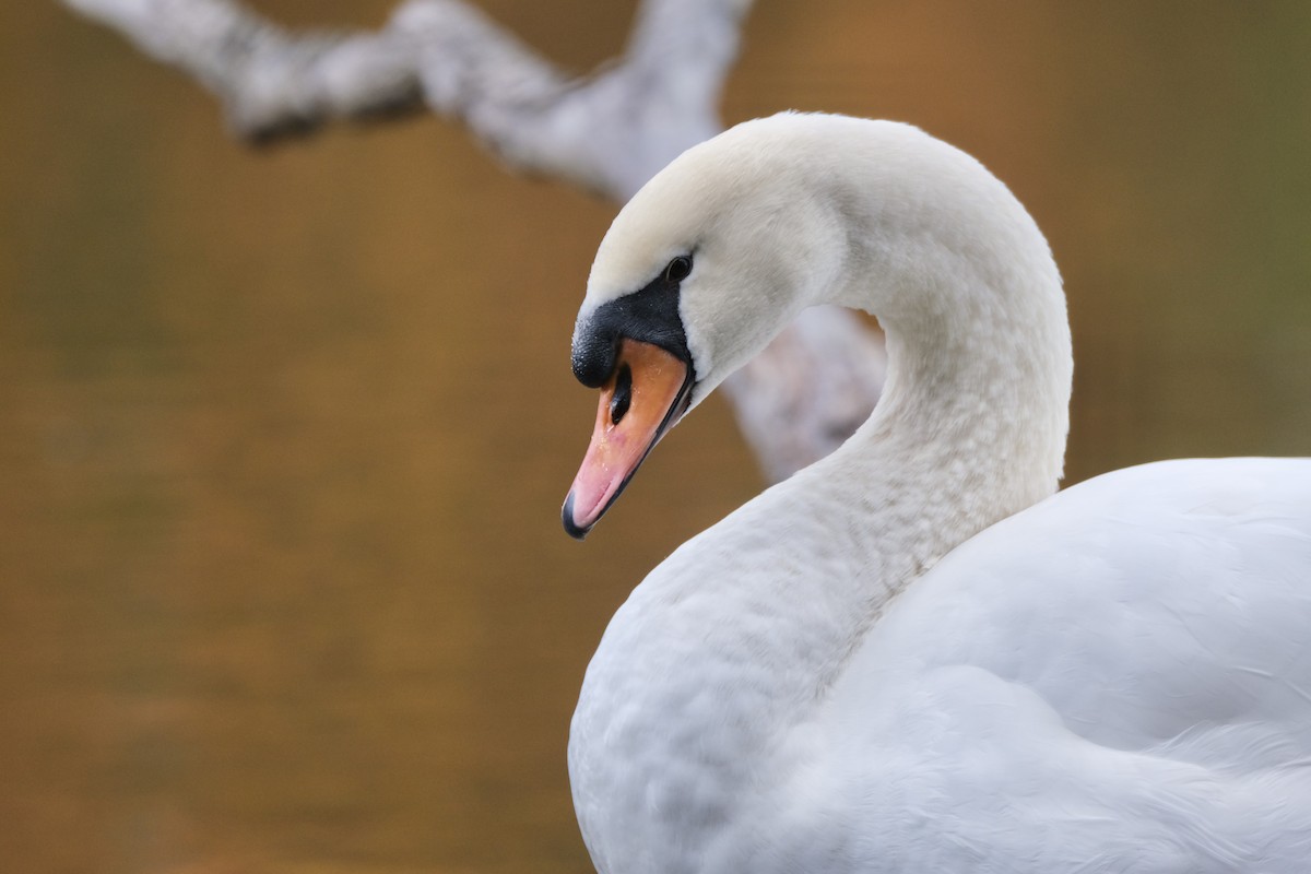 Mute Swan - ML645532157