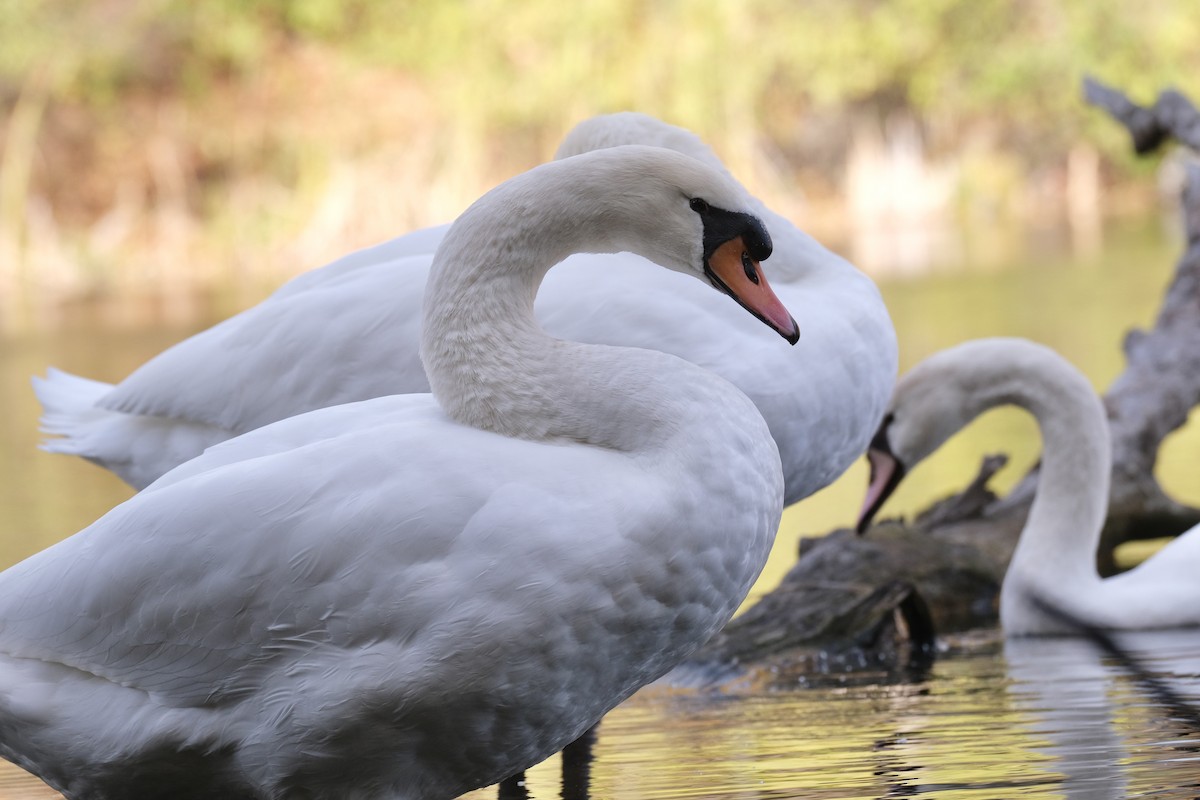 Mute Swan - ML645532158