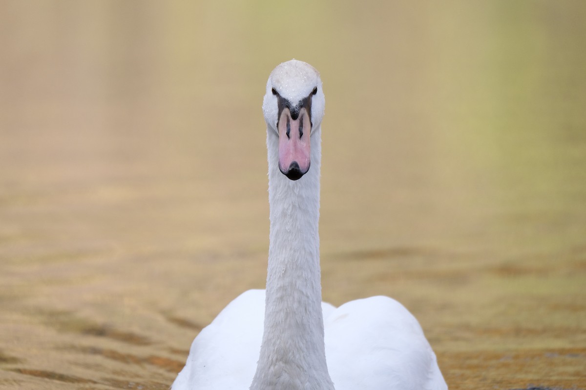 Mute Swan - ML645532159