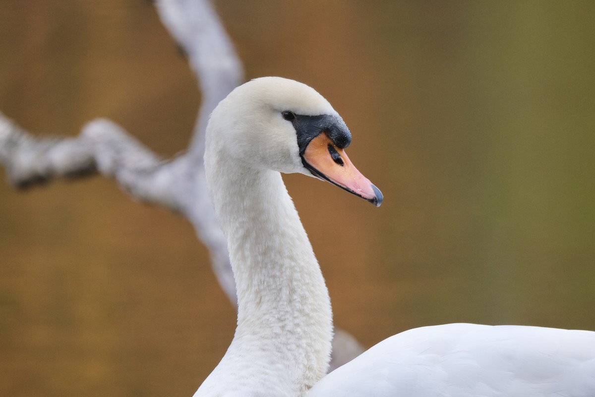 Mute Swan - ML645532161