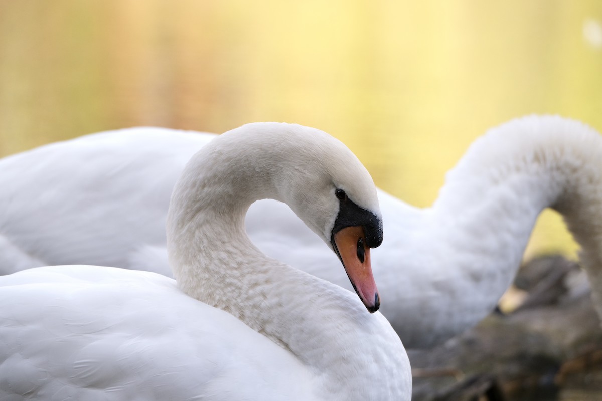 Mute Swan - ML645532162