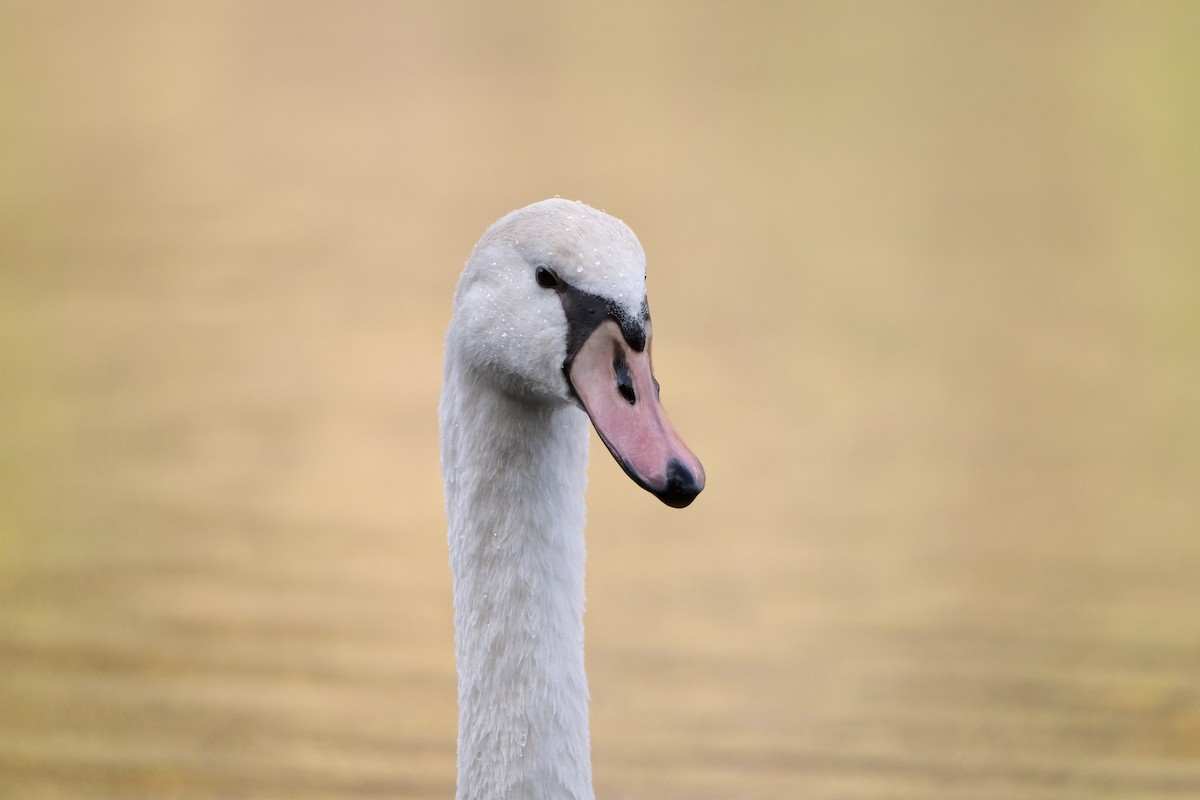Mute Swan - ML645532163