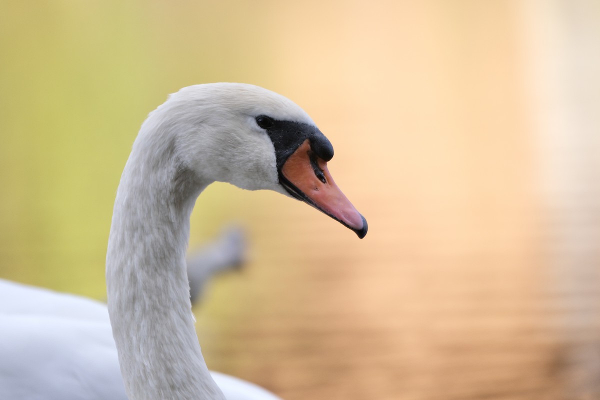 Mute Swan - ML645532164