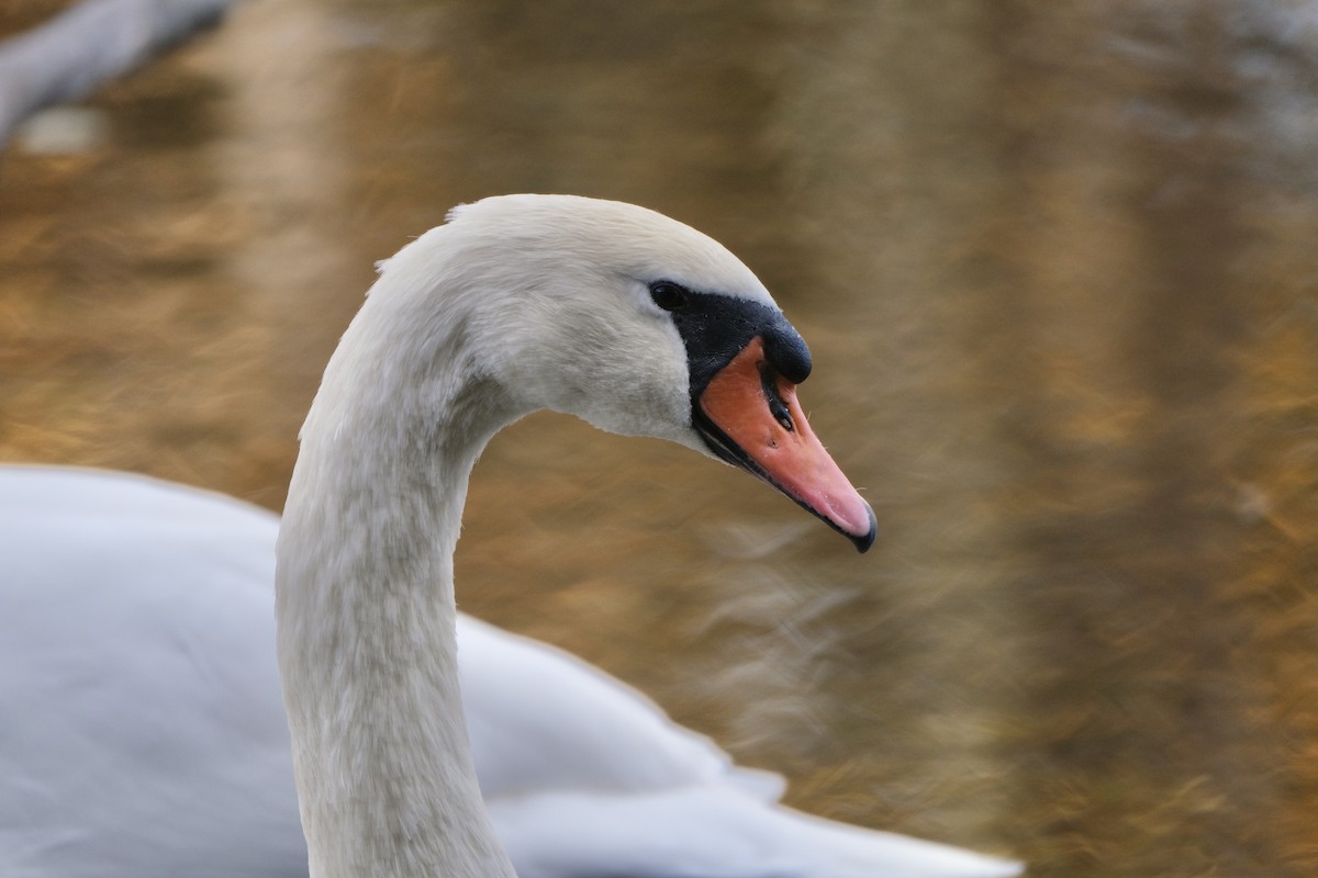 Mute Swan - ML645532166