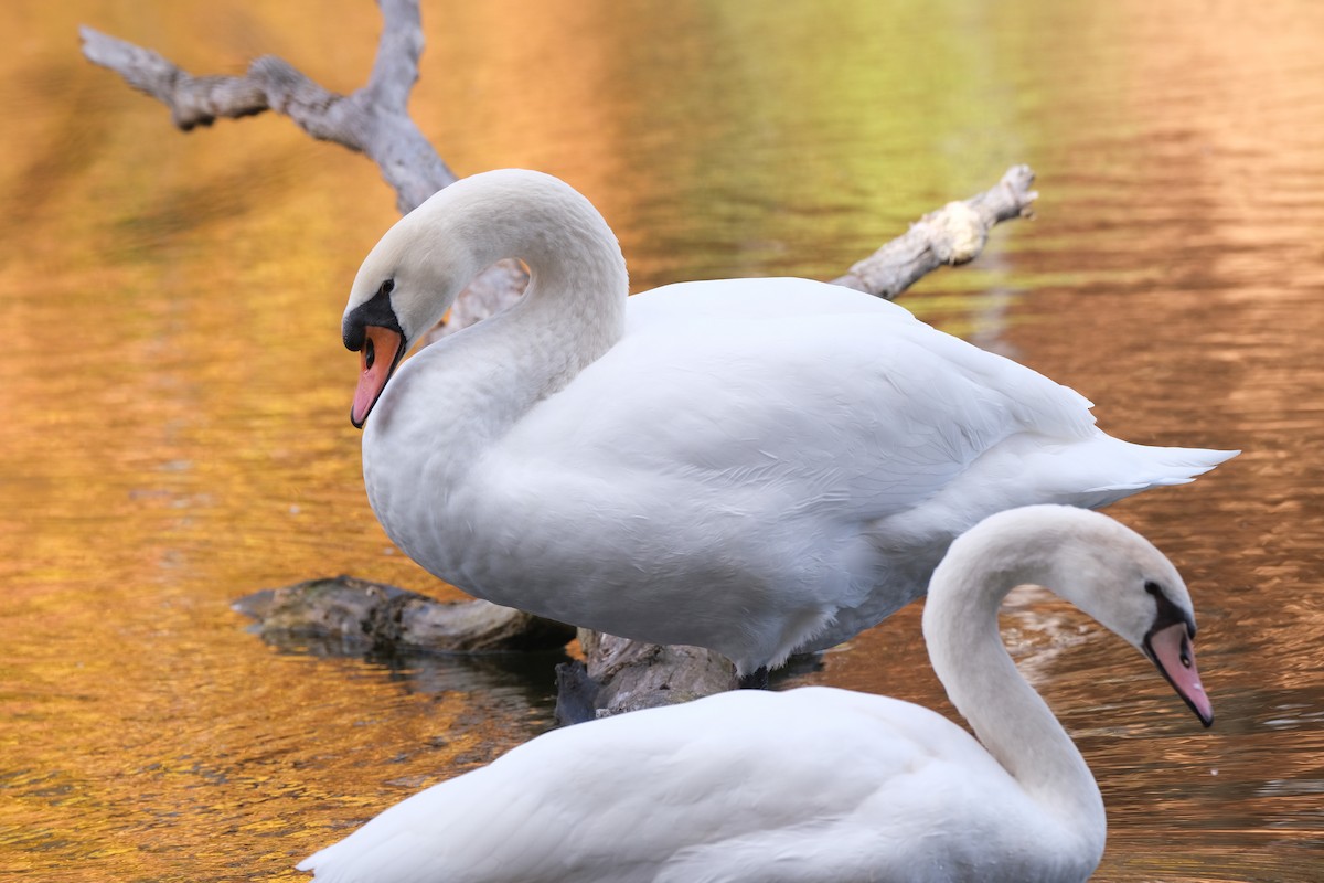 Mute Swan - ML645532167