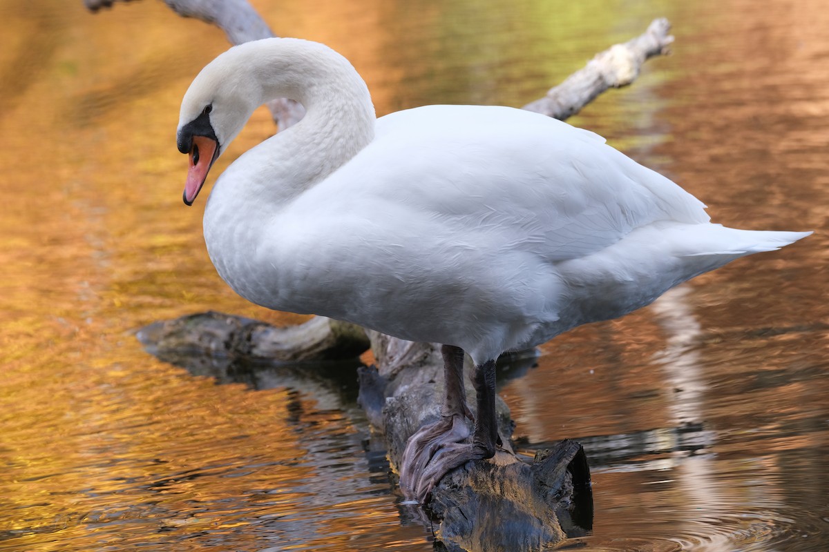 Mute Swan - ML645532169