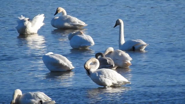 Küçük Kuğu - ML645532171