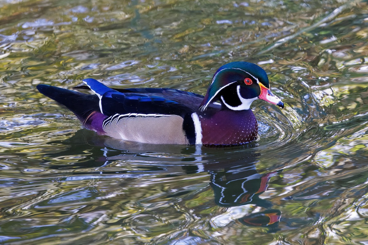Wood Duck - ML645532172
