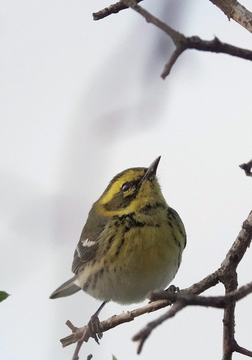 Townsend's Warbler - ML645532173
