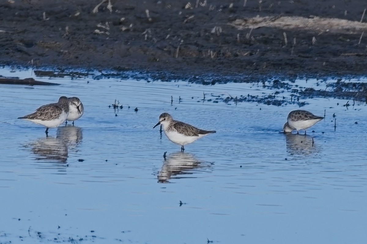 Little Stint - ML645532174