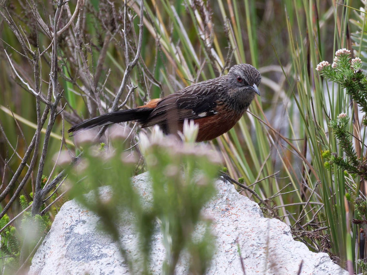 Cape Rockjumper - ML645532175