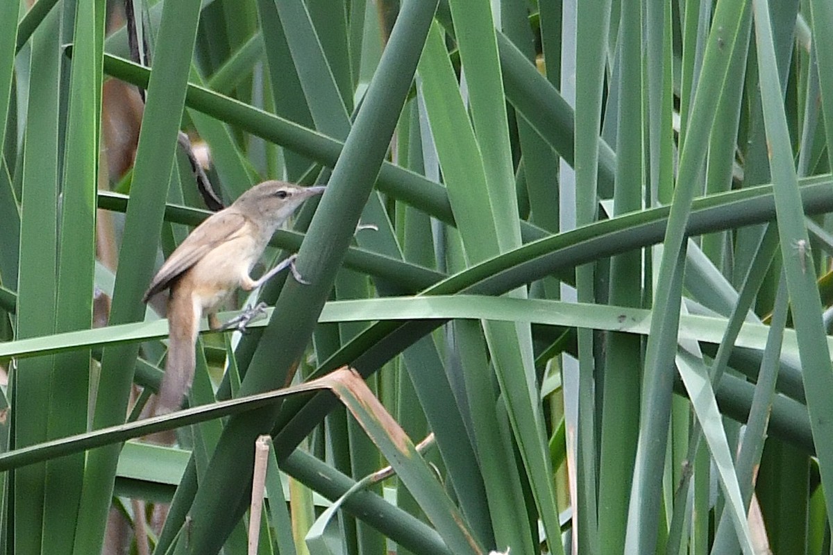 Australian Reed Warbler - ML645532176