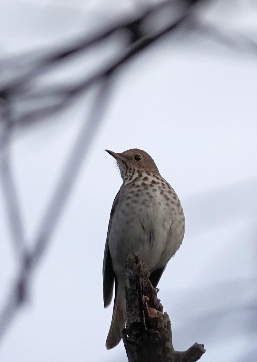 Hermit Thrush - ML645532177