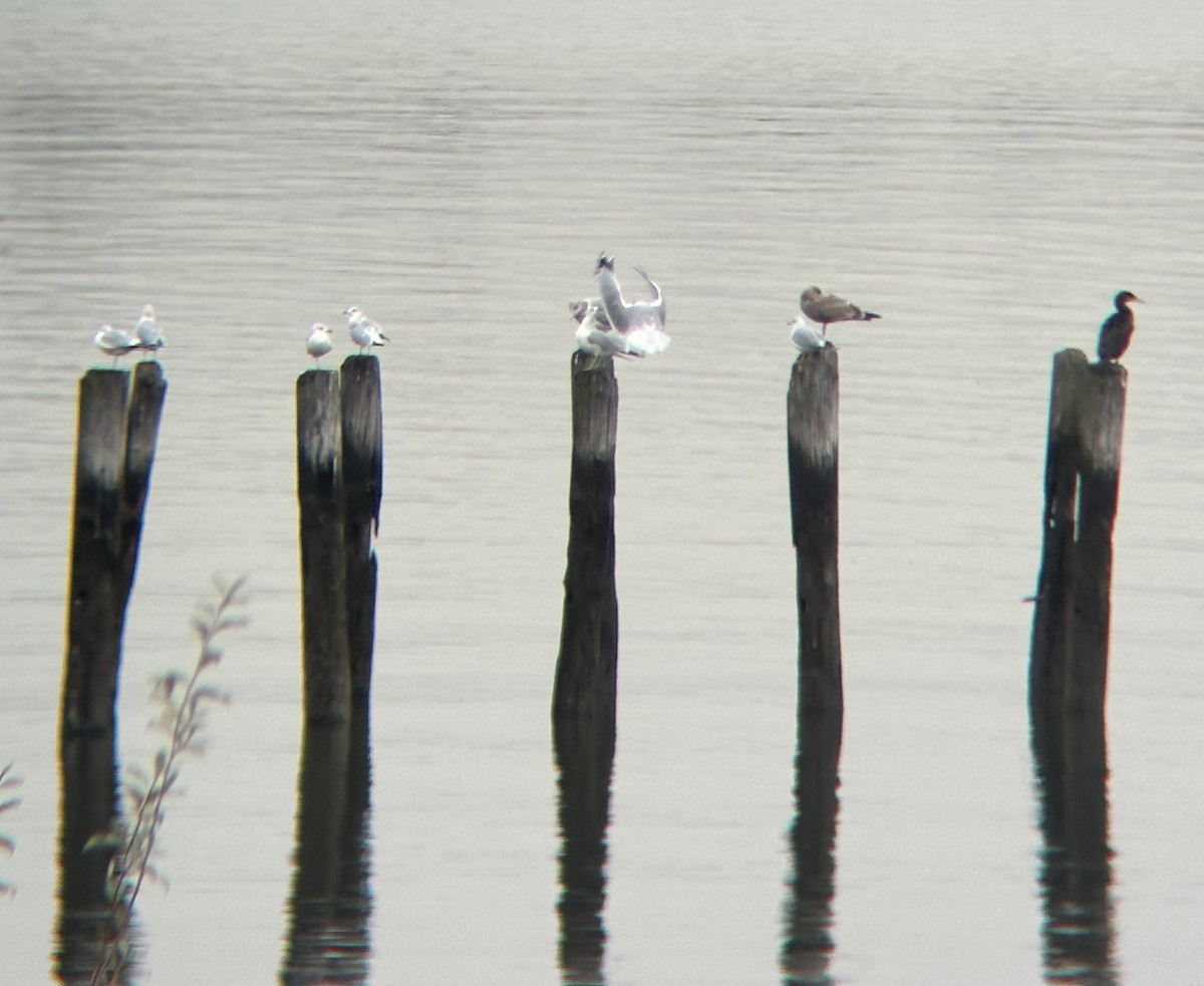 gull sp. - ML645532178