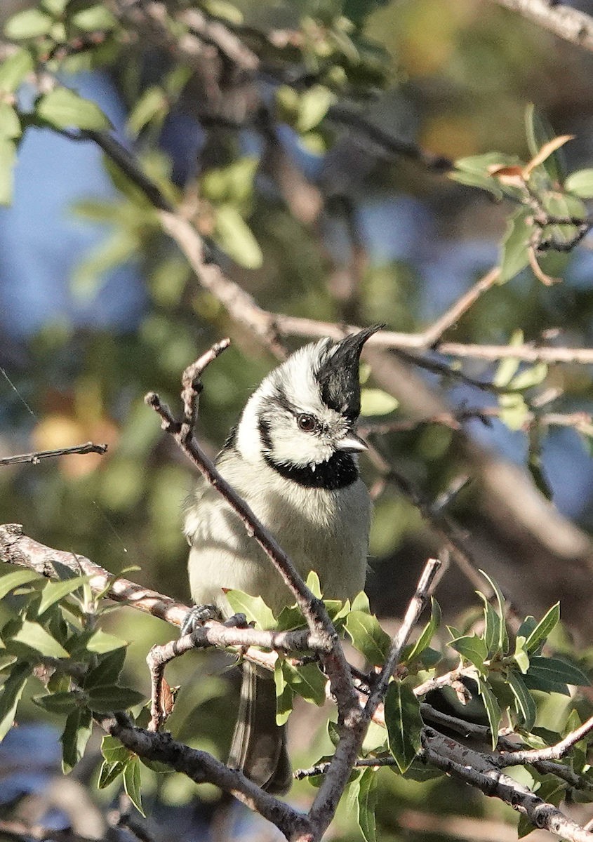 Bridled Titmouse - ML645532179