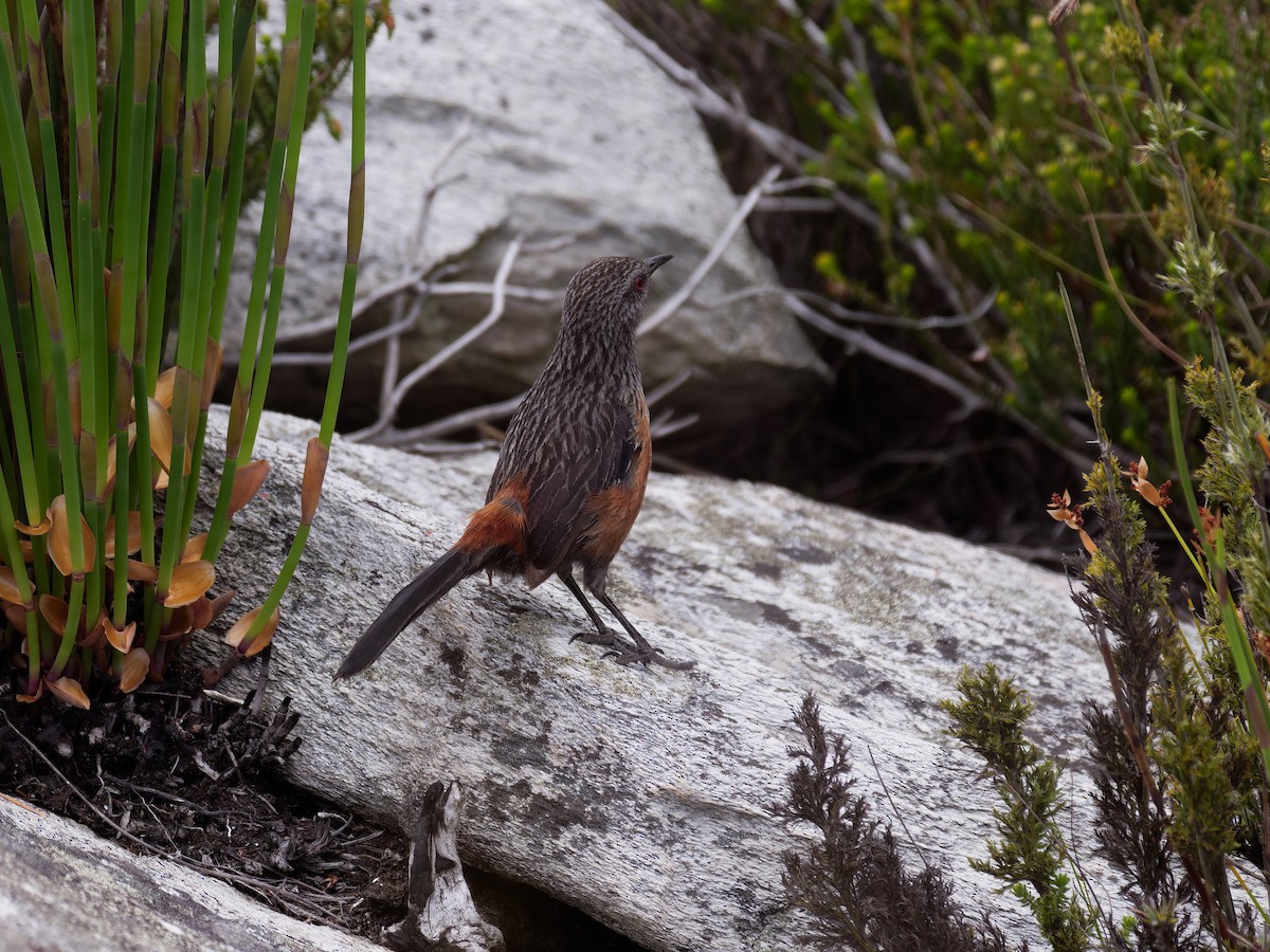 Cape Rockjumper - ML645532180