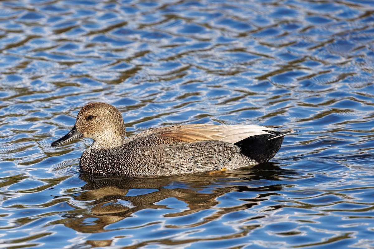 Gadwall - ML645532181