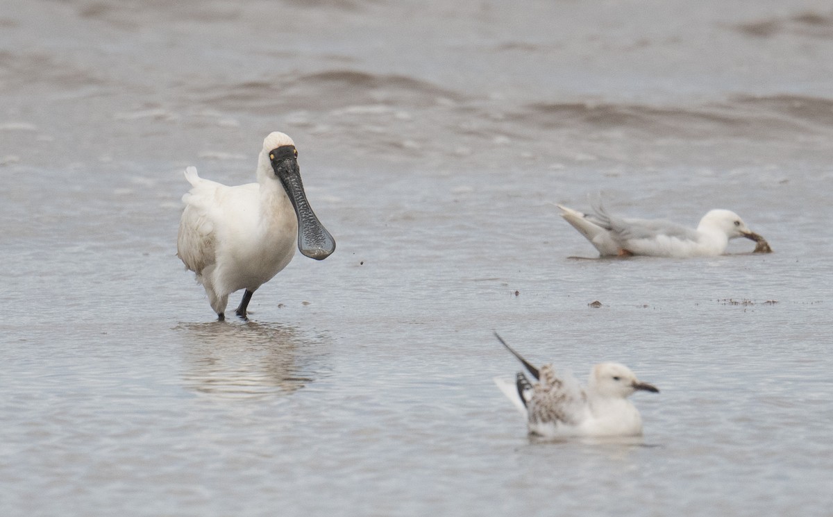 Royal Spoonbill - ML645532182