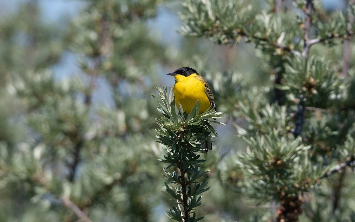 Western Yellow Wagtail (feldegg) - ML645532183