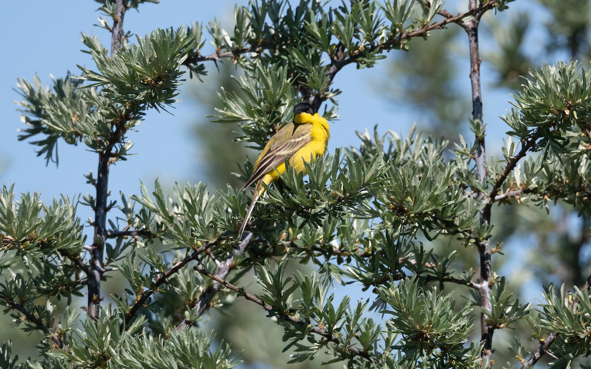 Western Yellow Wagtail (feldegg) - ML645532184