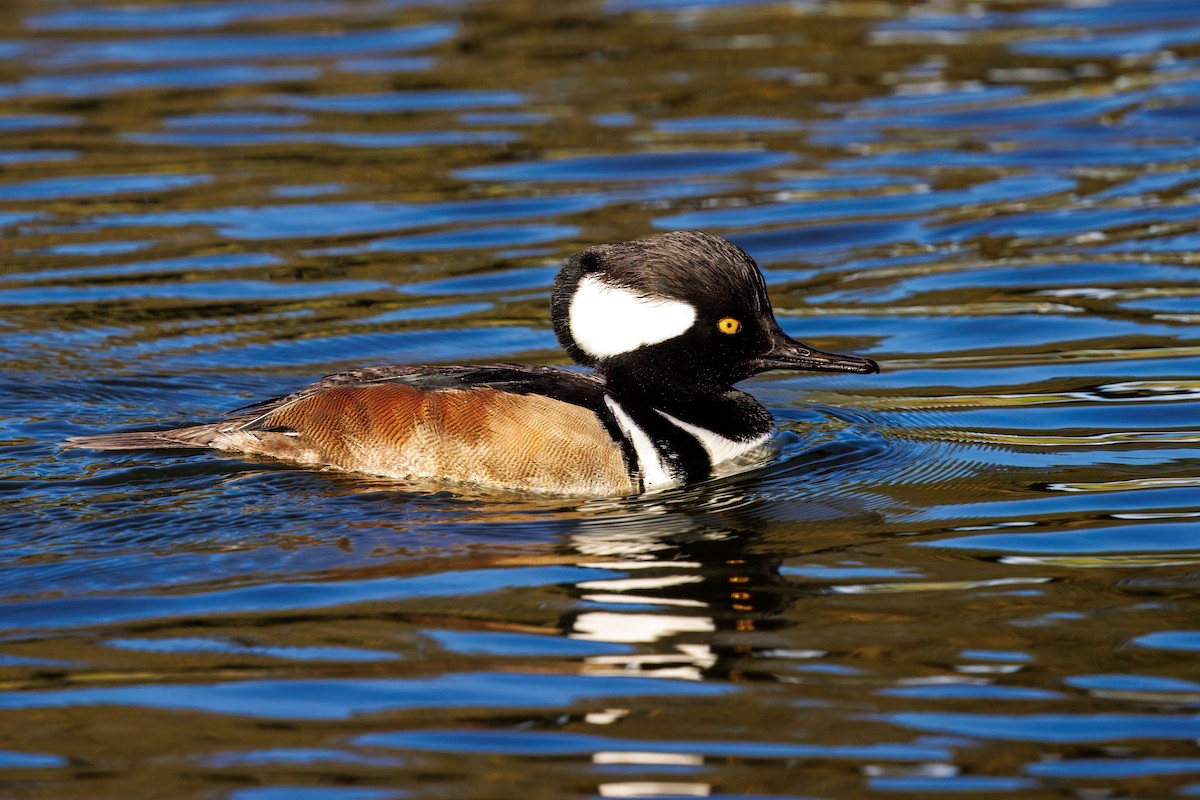 Zerra buruhandia - ML645532188