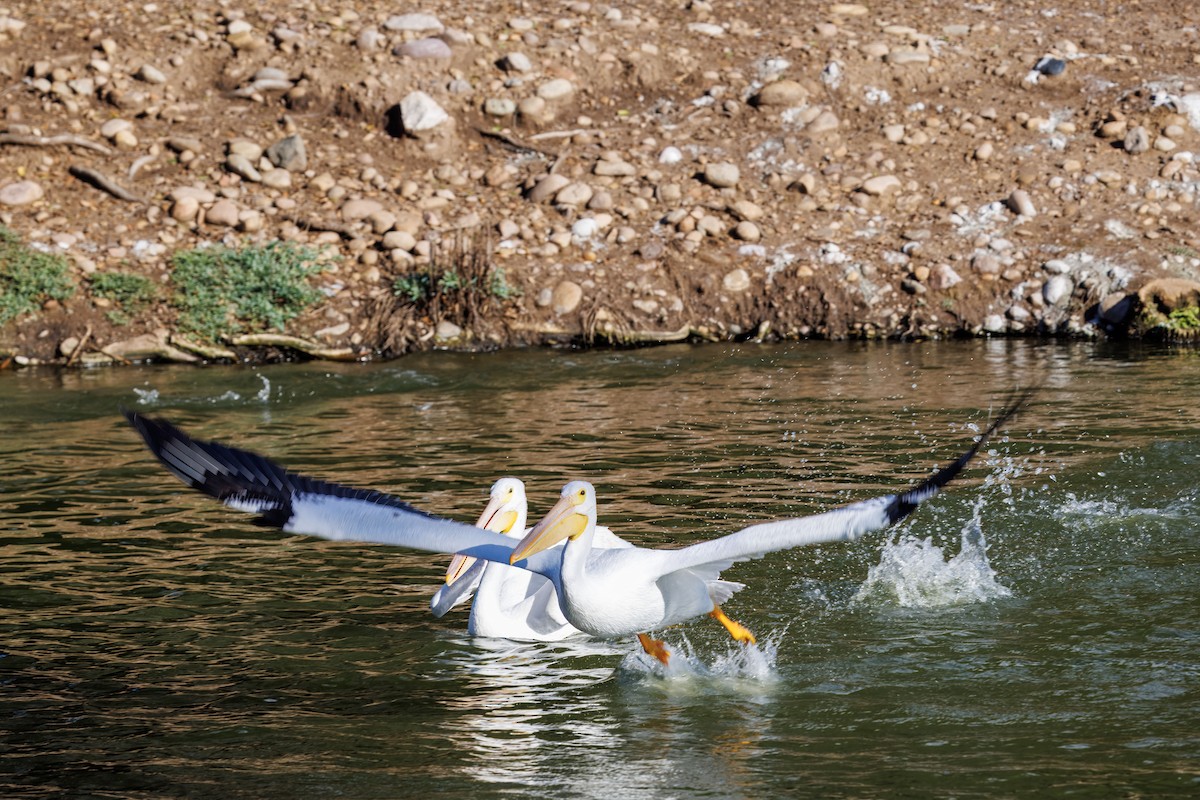 Pelikano zuri amerikarra - ML645532206