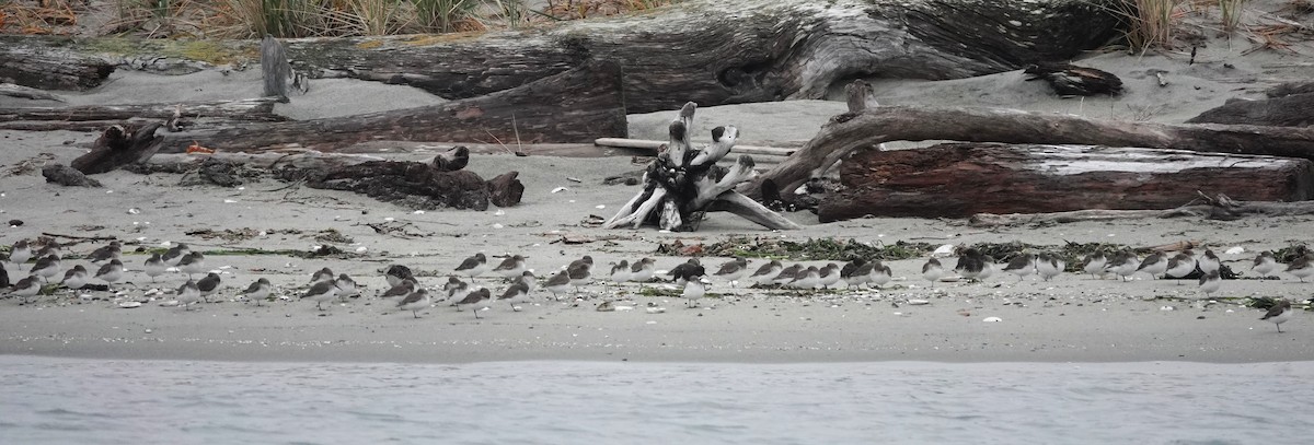 Dunlin - ML645532207