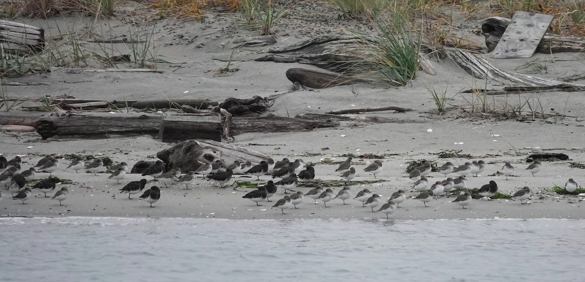 Black Turnstone - ML645532215