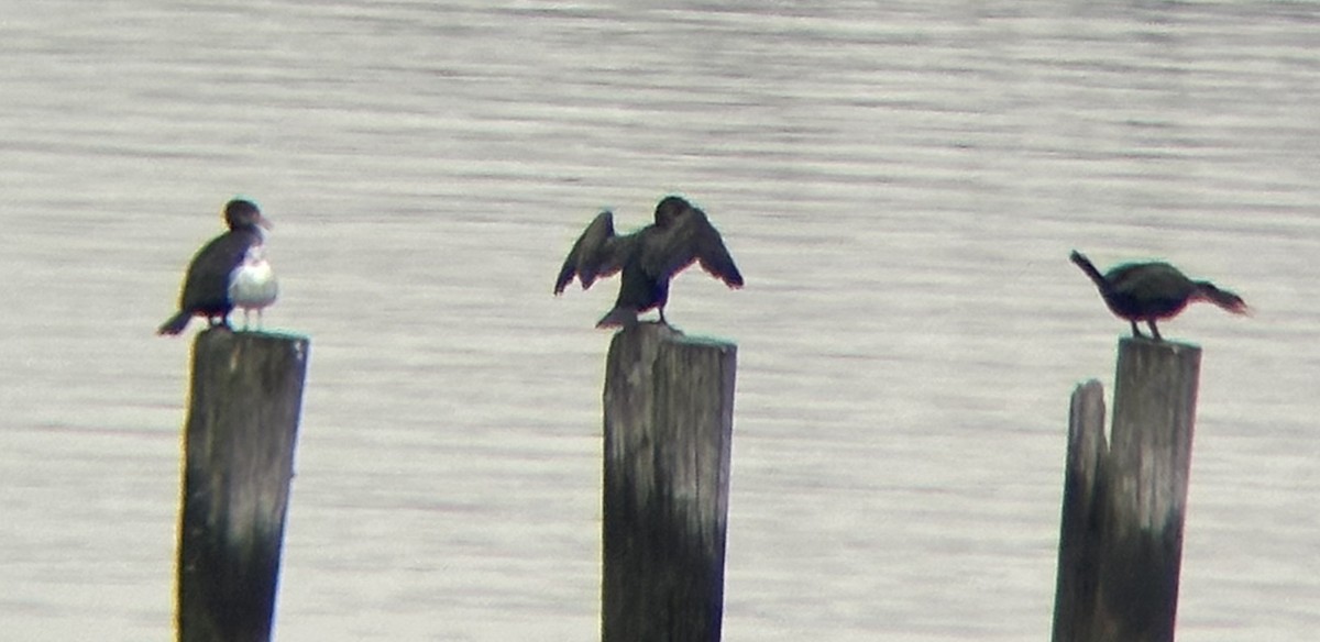 Great/Double-crested Cormorant - ML645532221