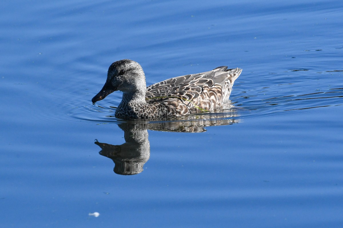 Gadwall - ML645532225