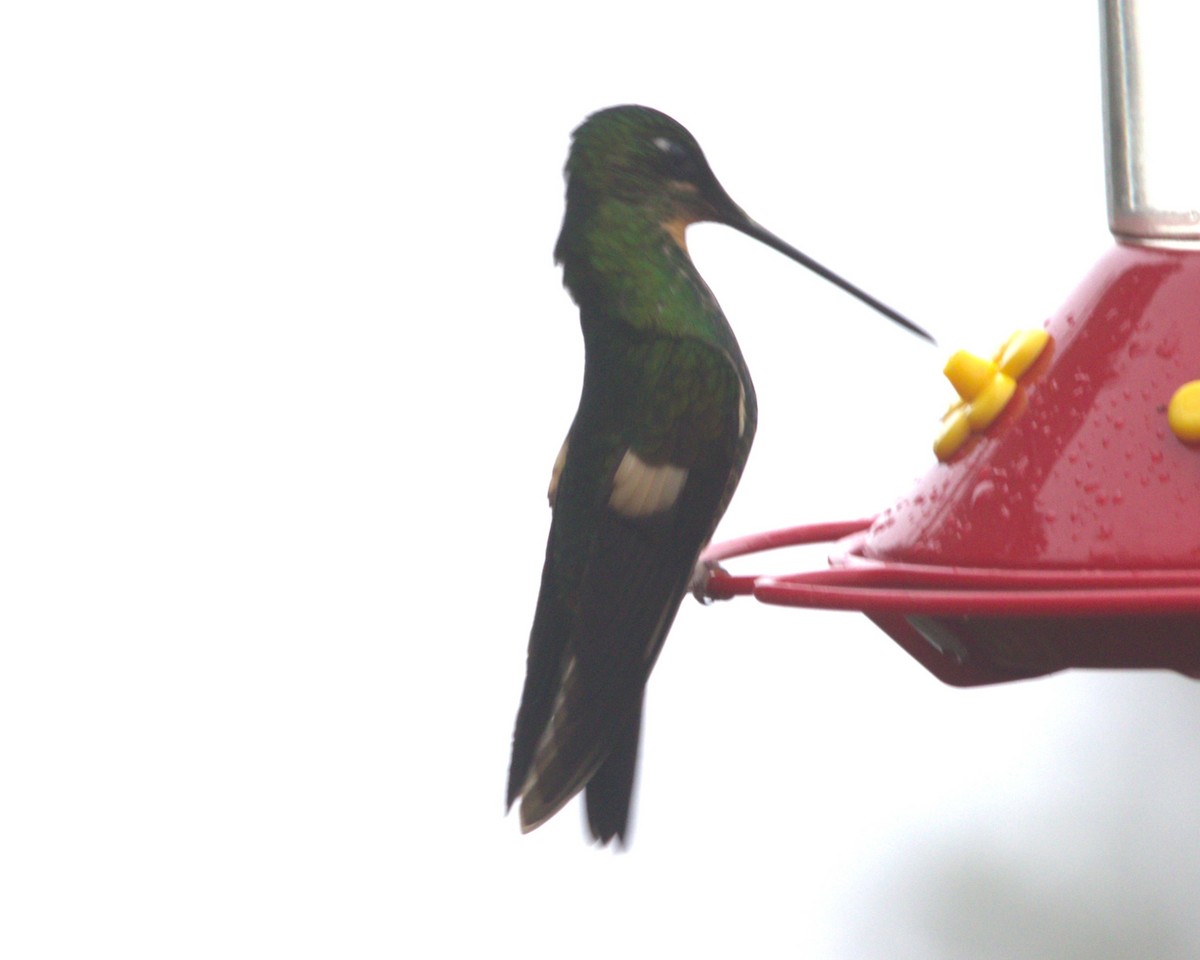 Buff-winged Starfrontlet - ML645532226