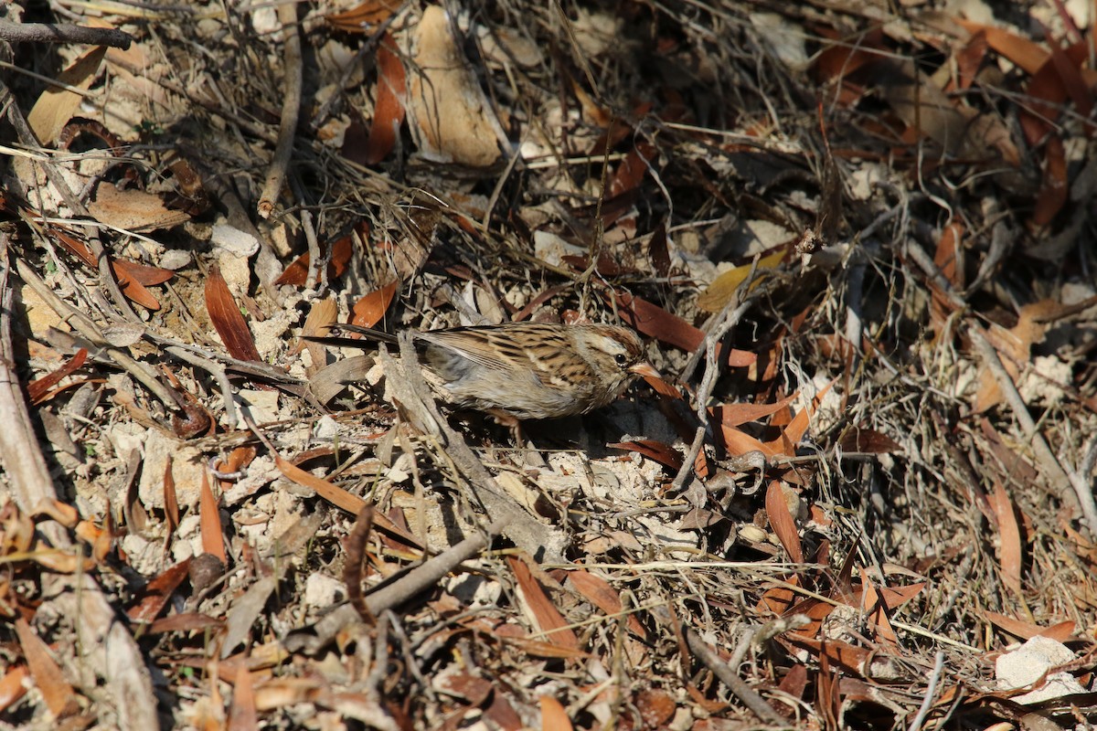 Chipping Sparrow - ML645532253
