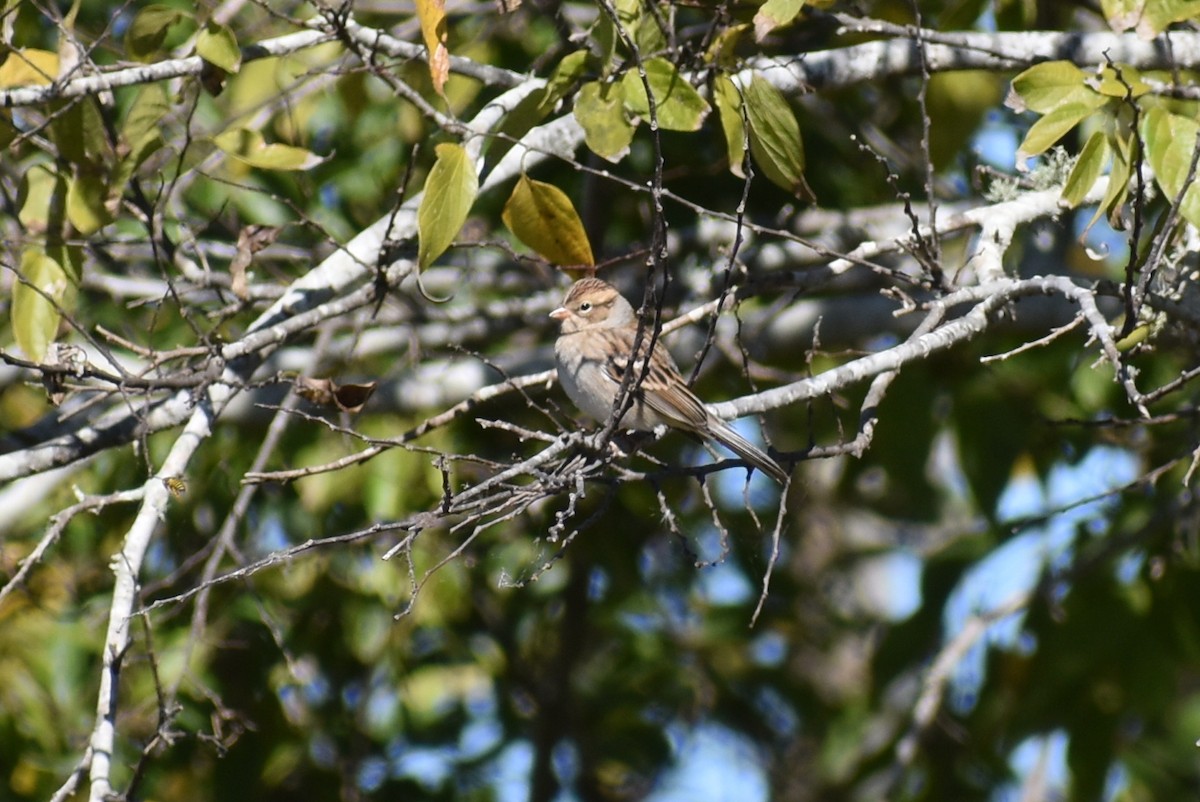Chipping Sparrow - ML645532255