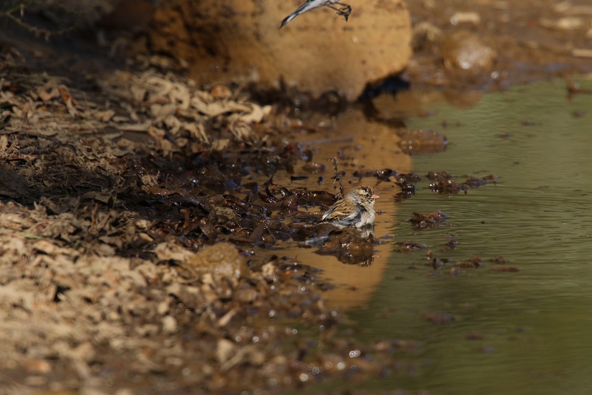 Chipping Sparrow - ML645532257