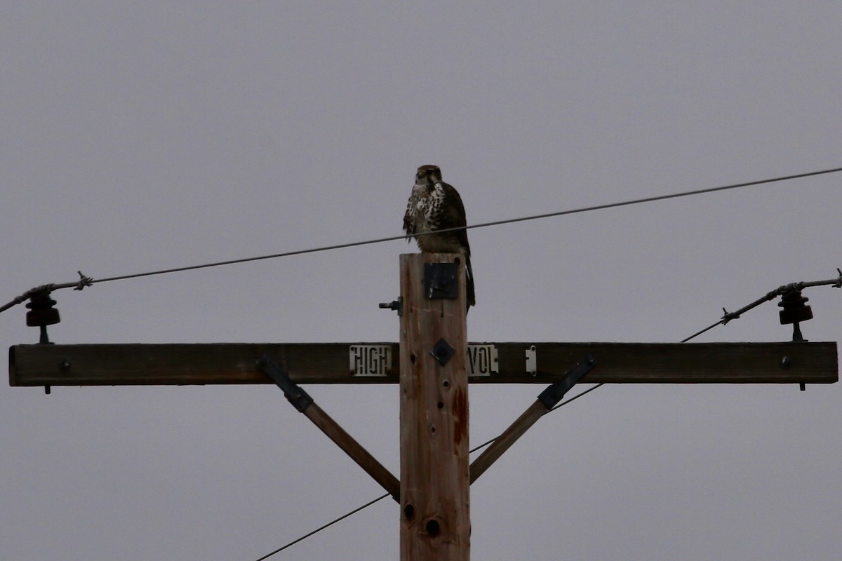 Prairie Falcon - ML645532260