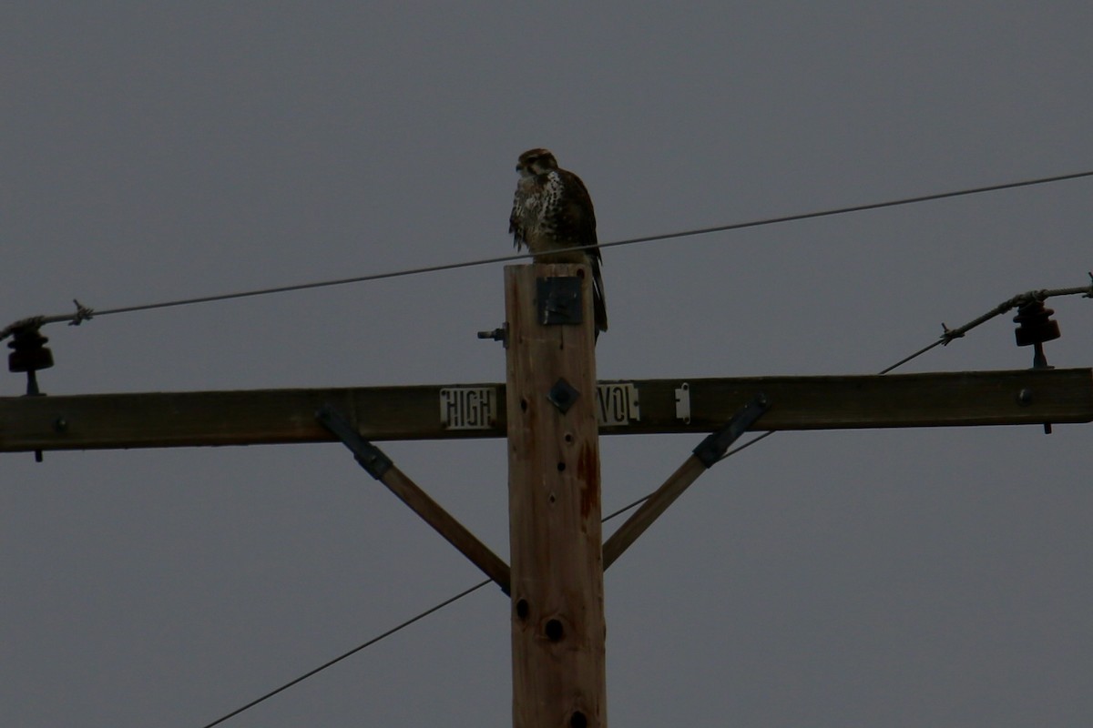 Prairie Falcon - ML645532263