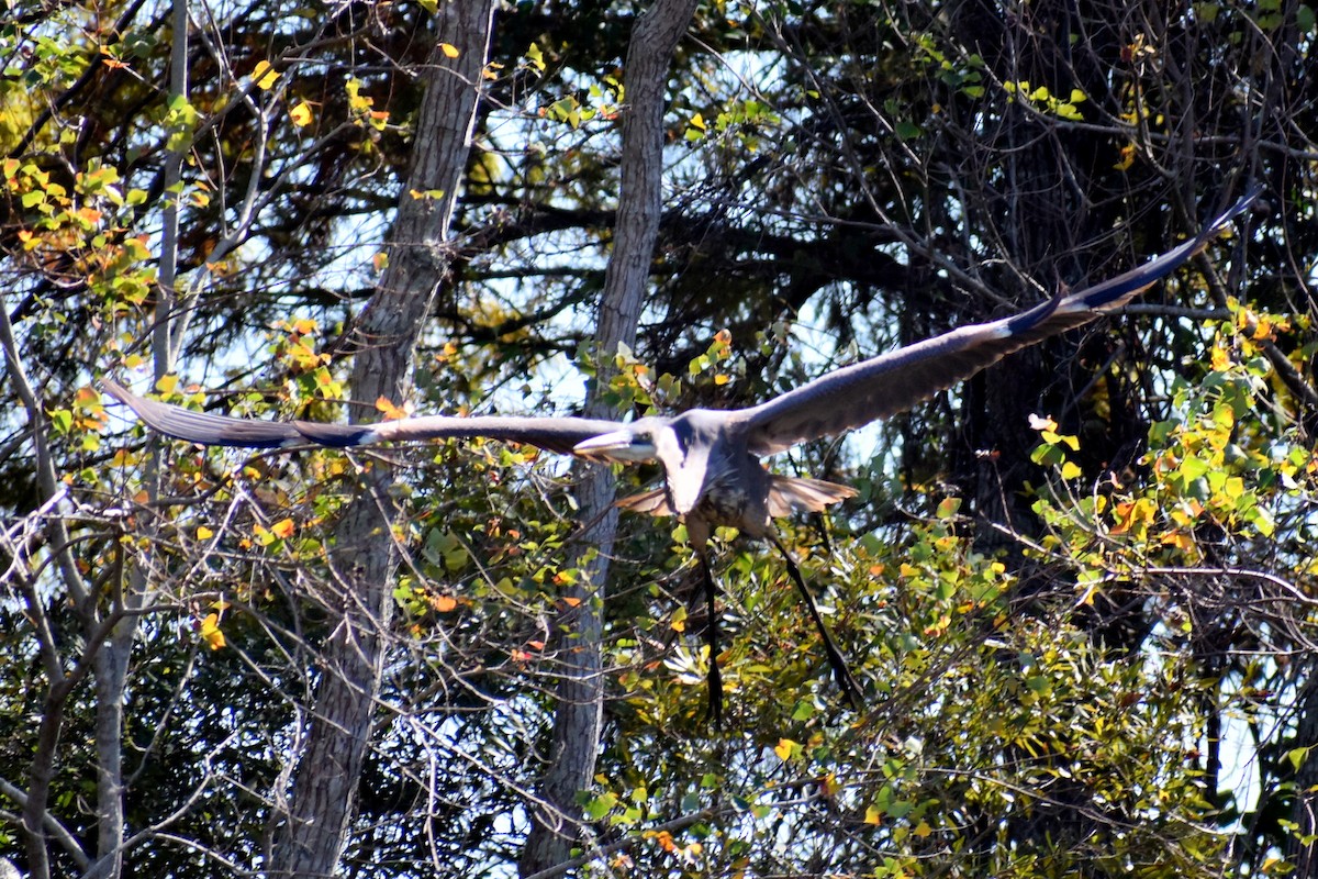 Great Blue Heron - ML645532267
