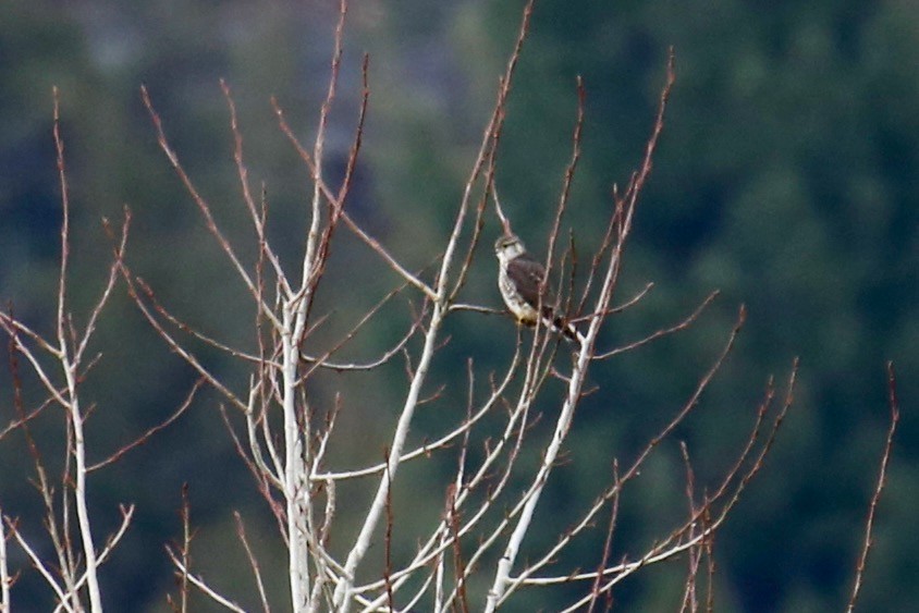 Merlin - ML645532268