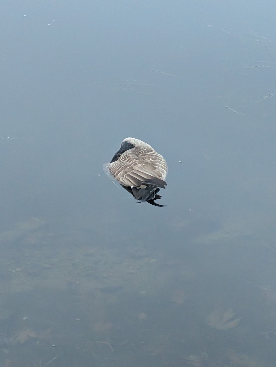 Canada Goose - ML645532271