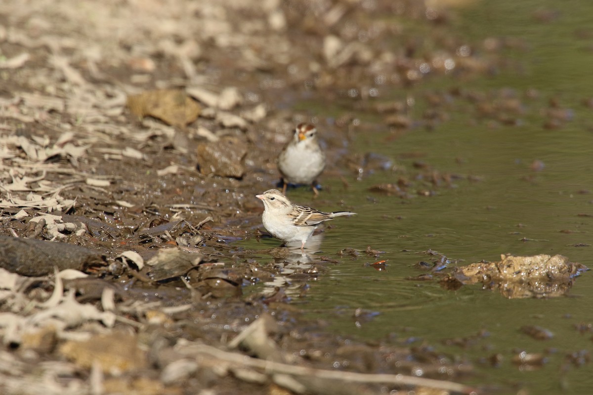 Chipping Sparrow - ML645532276