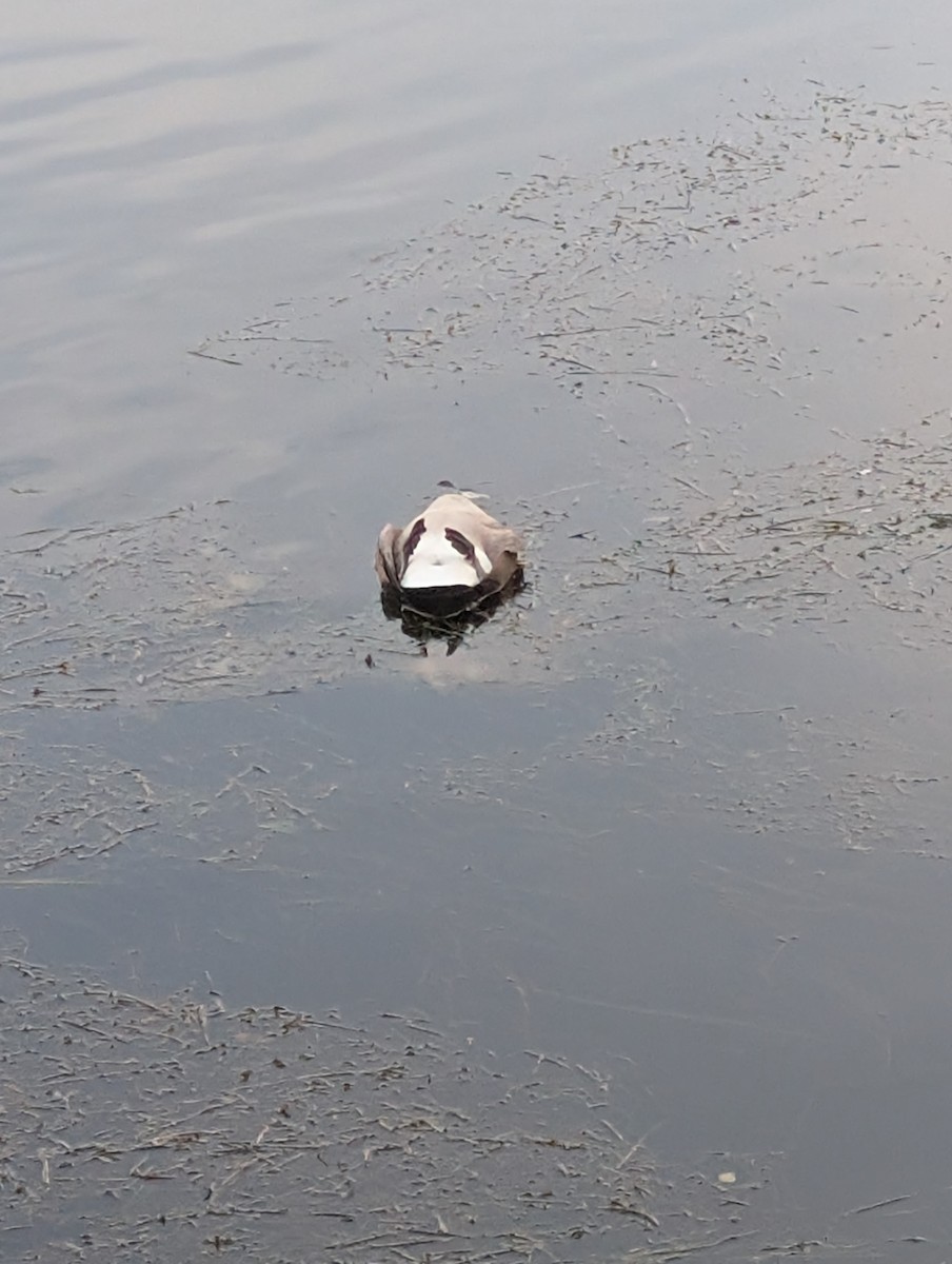 Canada Goose - ML645532279