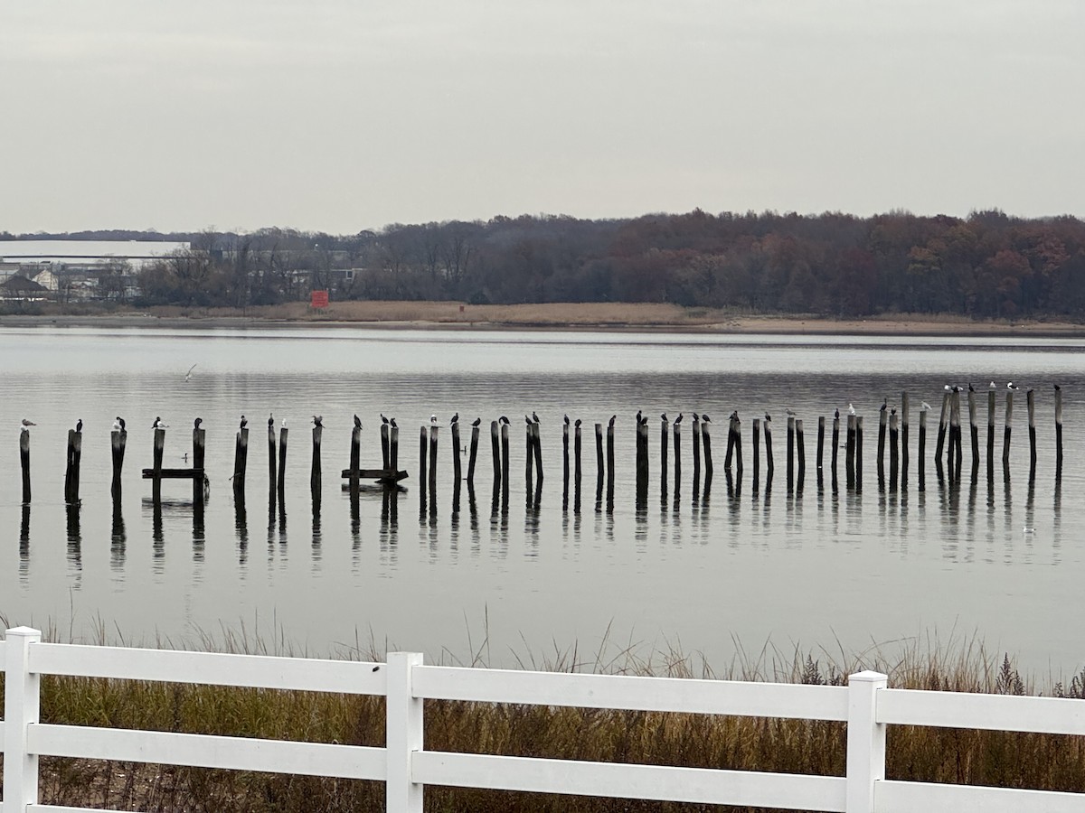 Great/Double-crested Cormorant - ML645532282