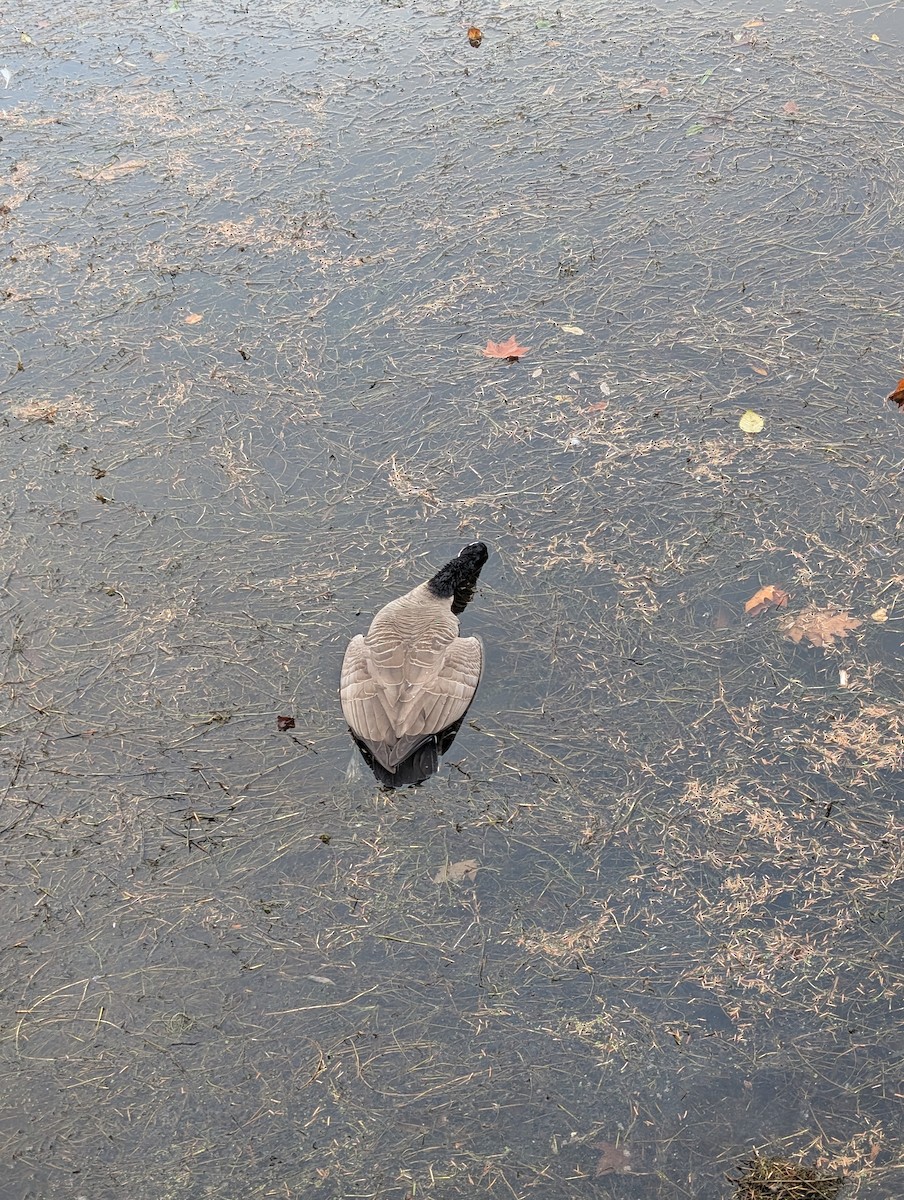 Canada Goose - ML645532284